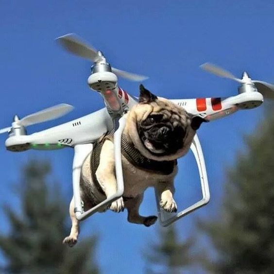 Dron pepito perro volador